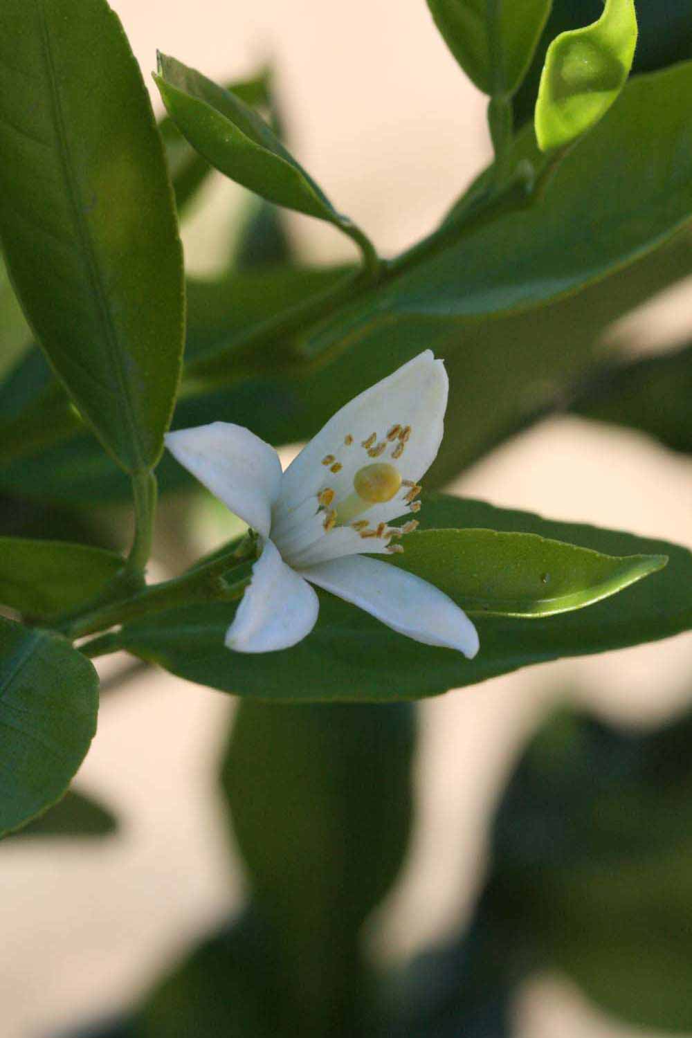              Flower (Riverside, CA)       